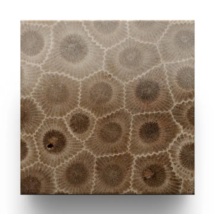 Petoskey Stones Absorbent Coaster